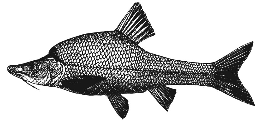 Sinocyclocheilus altishoulderus (Li & Lan, 1992)